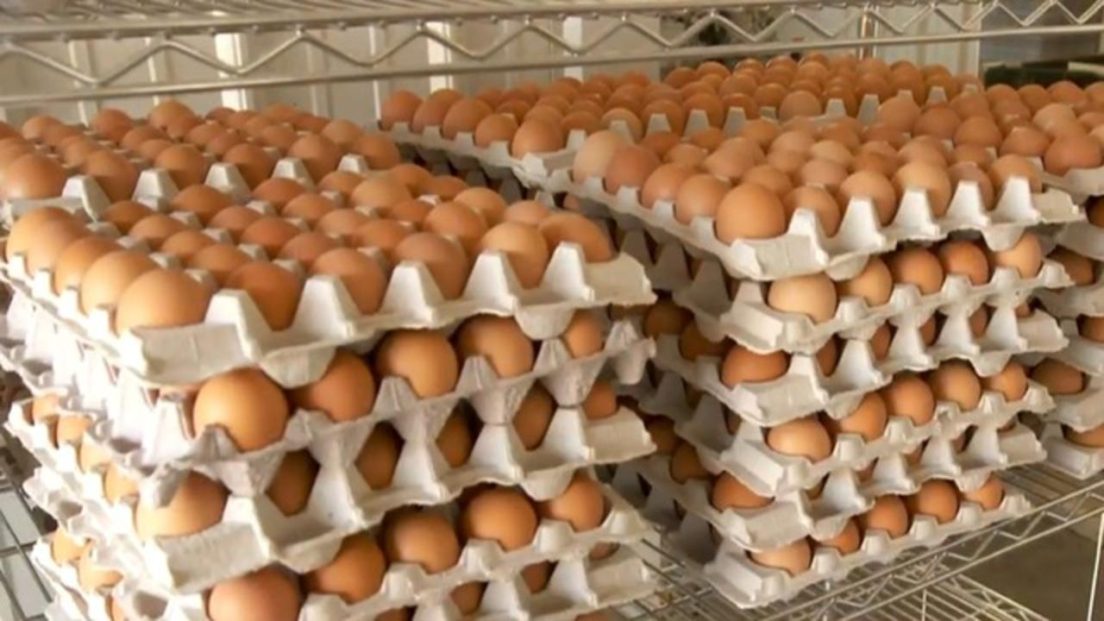 Price of egg to hit N10,000 - Poultry farms warn