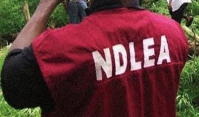 NDLEA confiscates 10kg of Marijuana from random warehouse in Maiduguri
