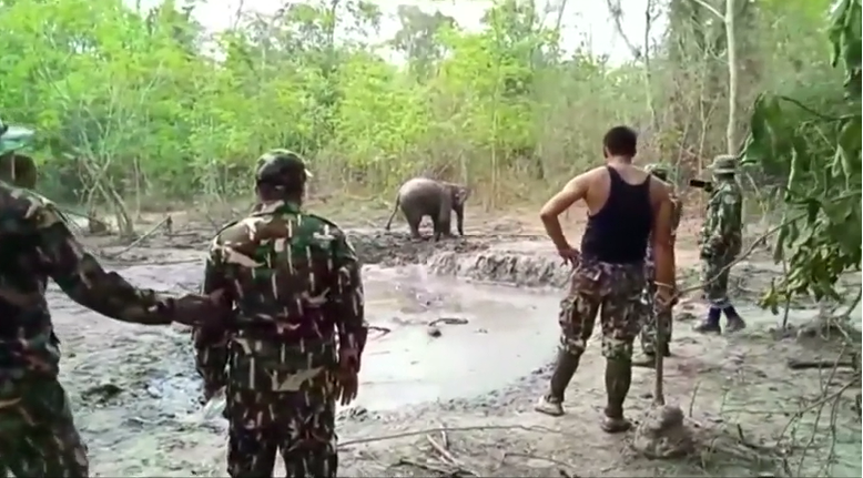 Six baby elephants rescued from mud pond in Thailand (Photos)