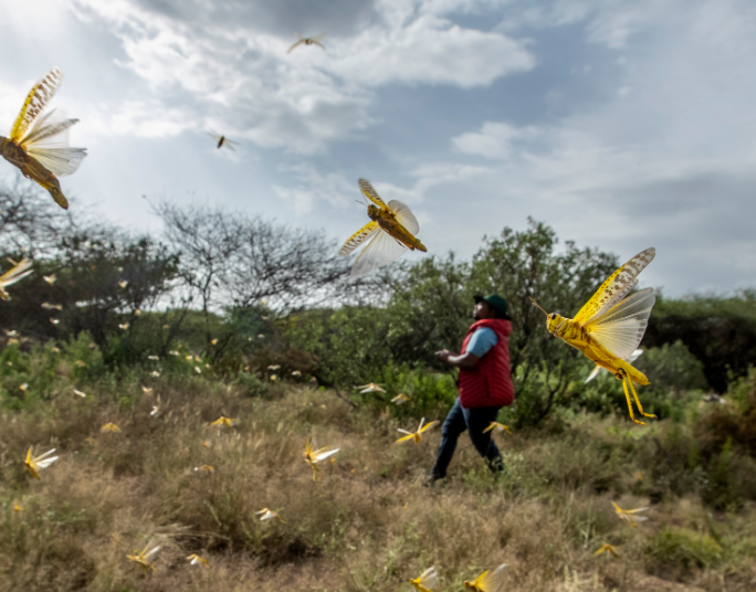 Fighting Locust infestation in Kenya results in a backlash