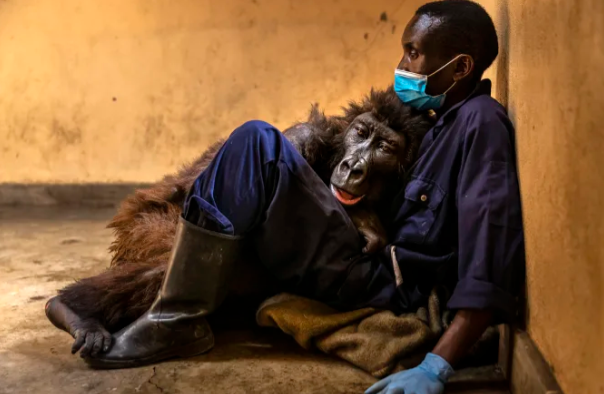 Famous Mountain Gorilla, Ndakazi dies in Caretaker’s Arms