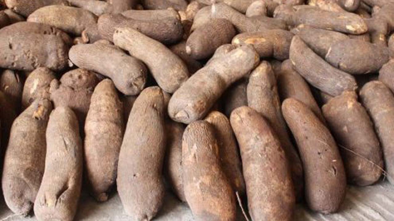 nigeria is one of the largest producer of yams